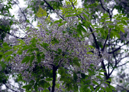 ap_20110426121355462